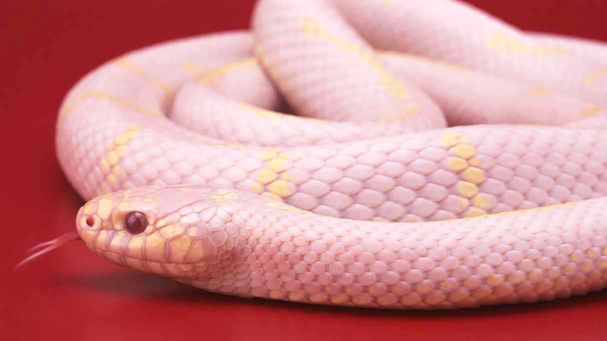 ثعابين وردية تثير ضجة في مواقع التواصل الاجتماعي.. ما حقيقتها؟