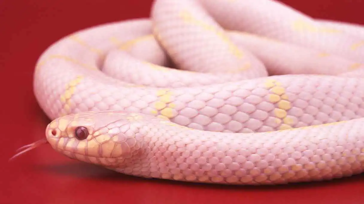 ثعابين وردية تثير ضجة في مواقع التواصل الاجتماعي.. ما حقيقتها؟