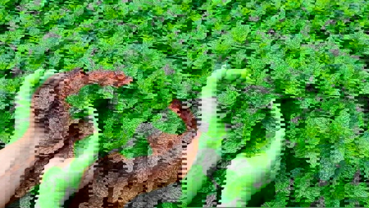 ما تأثير رائحة النعناع على مرضى الزهايمر؟ 