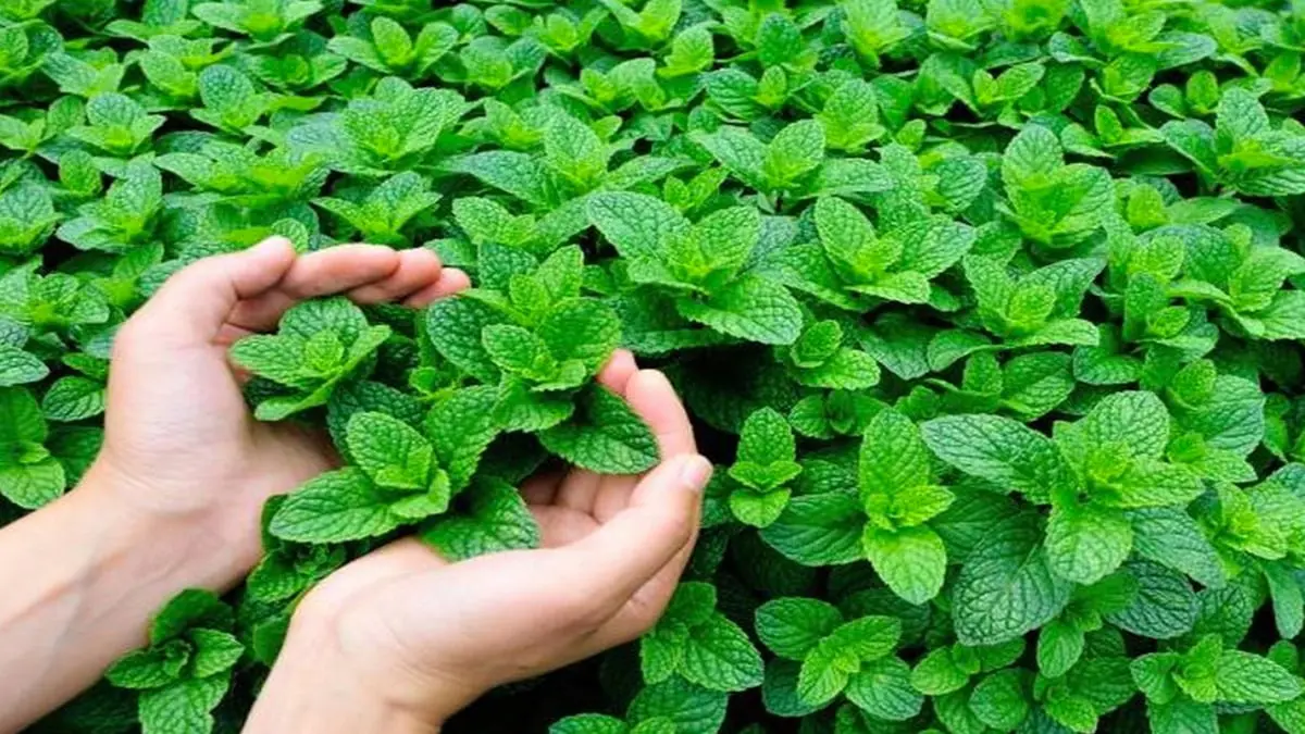 ما تأثير رائحة النعناع على مرضى الزهايمر؟ 