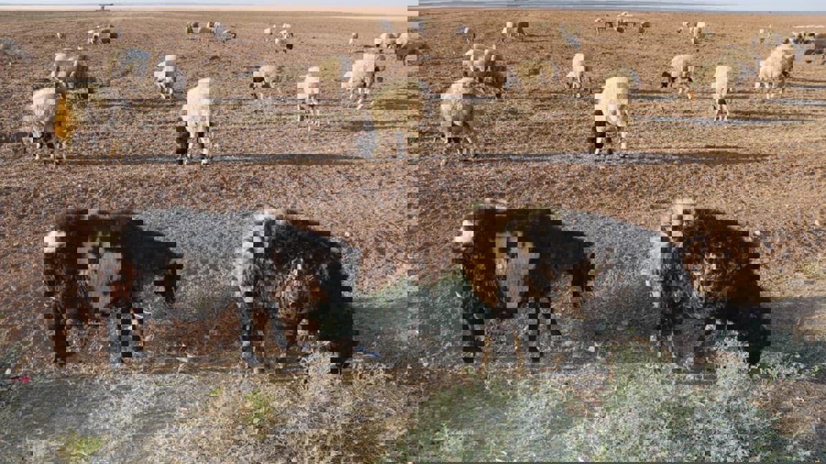 غلاء الأدوية البيطرية يهدد الثروة الحيوانية شمال سوريا