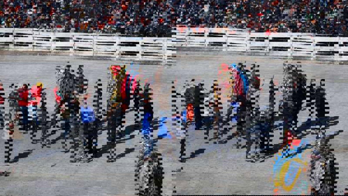 نشطاء حقوق الحيوان ينتقدون مهرجان مصارعة الهجن في تركيا