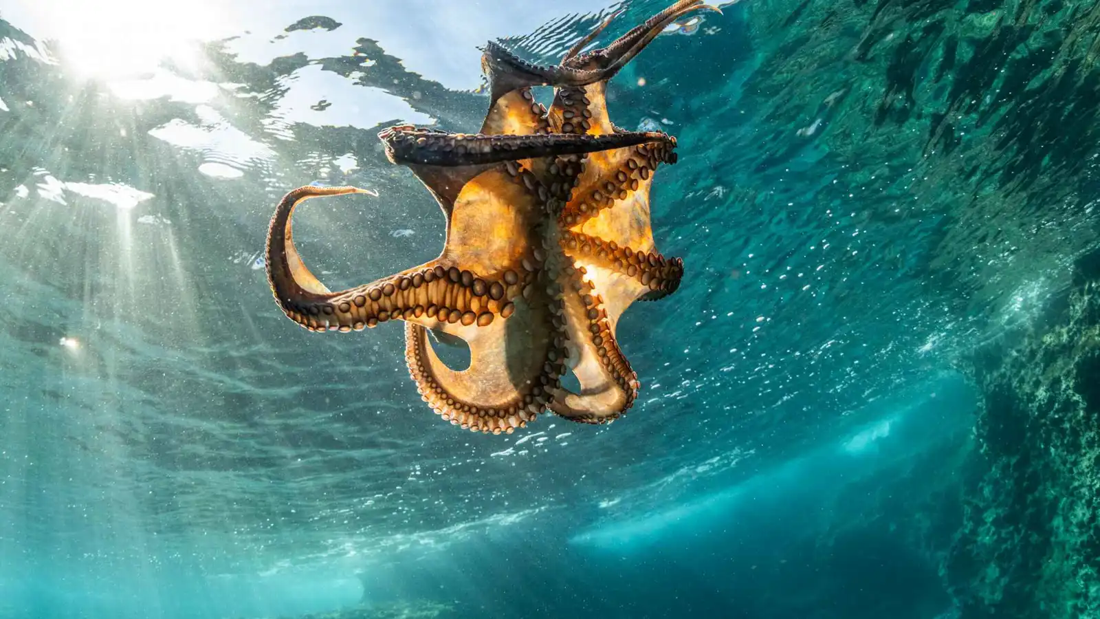 ليست أخطبوطاً.. حقيقة أحفورة الـ300 مليون سنة