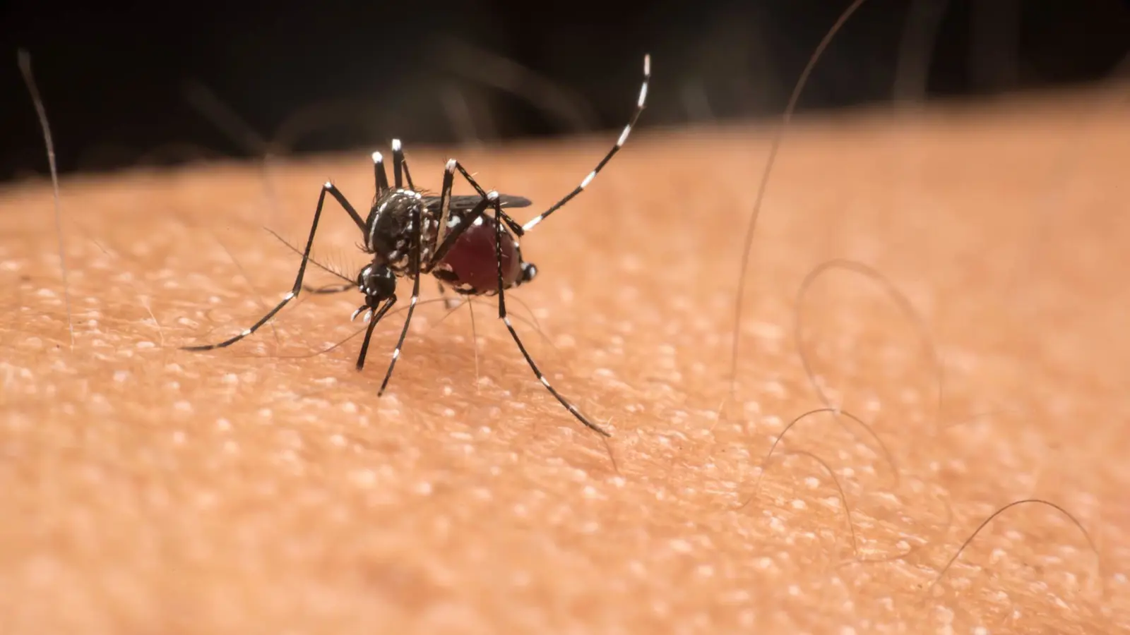 لماذا يلدغك البعوض أكثر من غيرك؟ (فيديو)