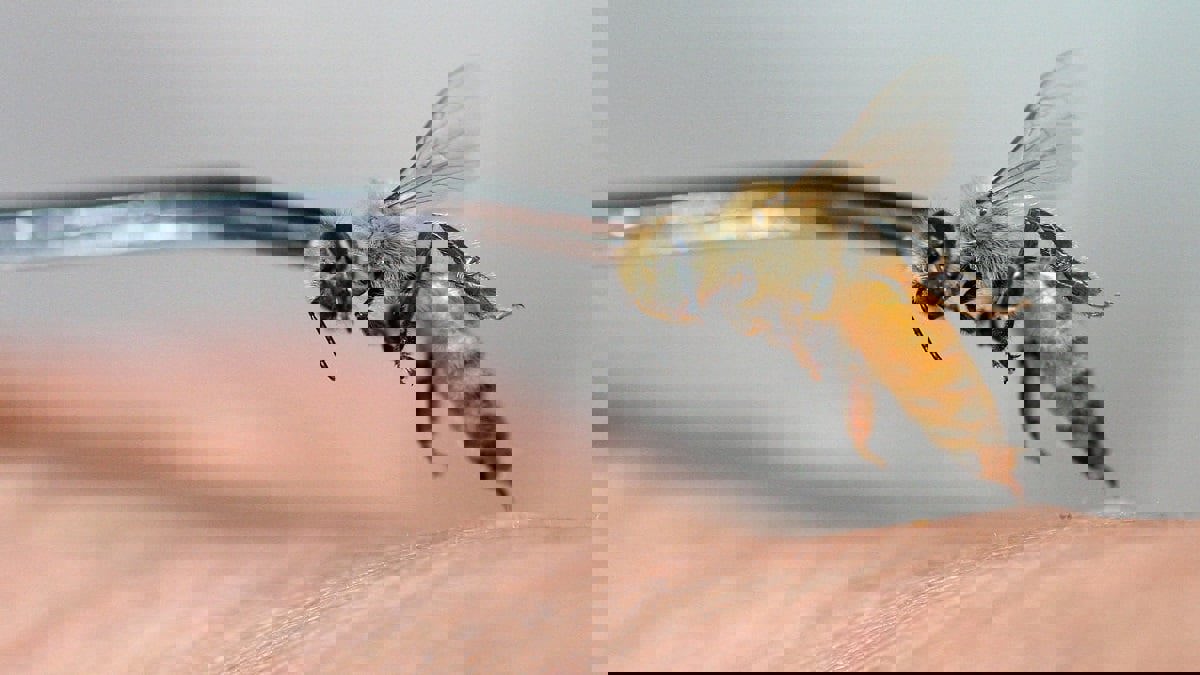 دراسة: "سم النحل" يستطيع تدمير خلايا سرطان الثدي