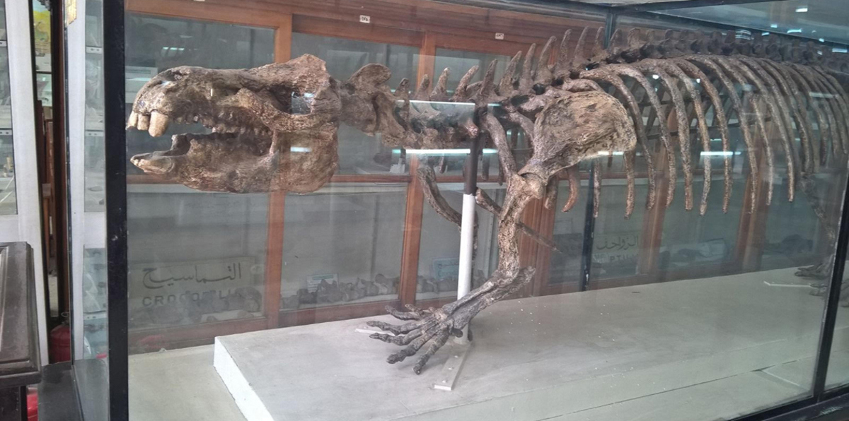 اكتشافات جديدة لحفريات ديناصورات في صحراء مصر