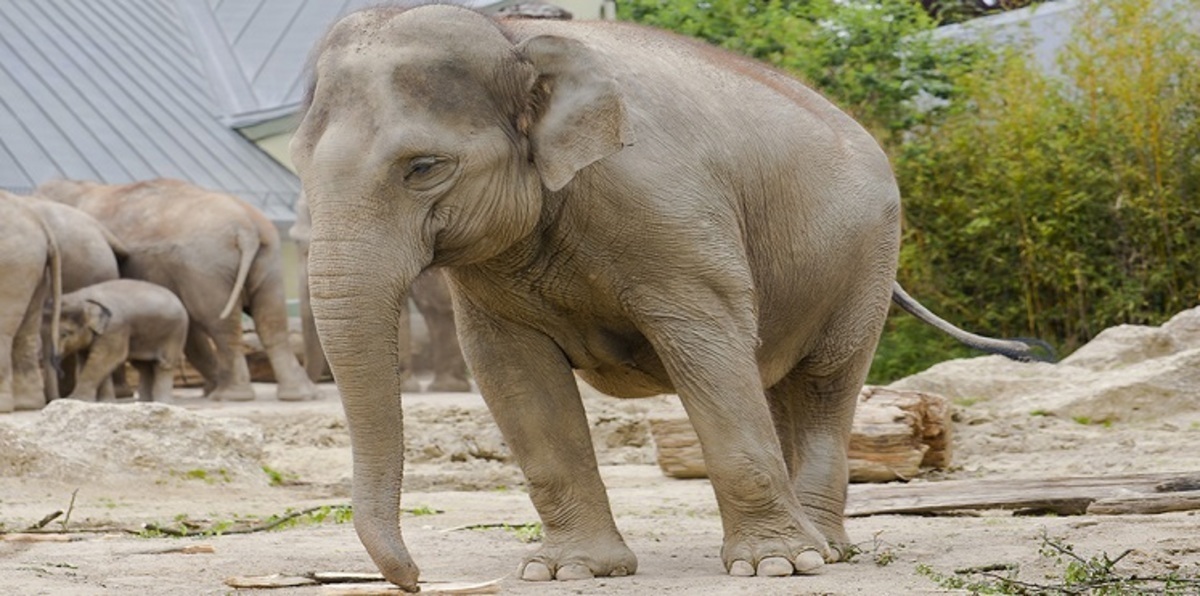 الحيوانات الضخمة تنتج حيوانات منوية صغيرة جدا