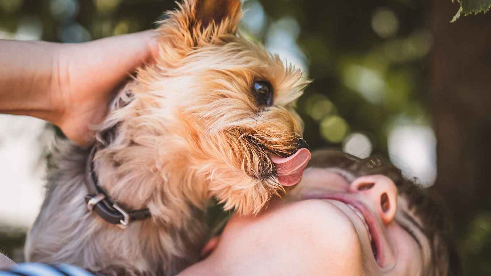 بعيداً عن التحبّب.. لماذا تلعق الكلاب البشر؟