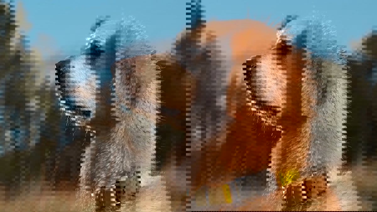 سوار ذكي من Fi يتتبع حالة النوم لدى حيوانك الأليف‎‎