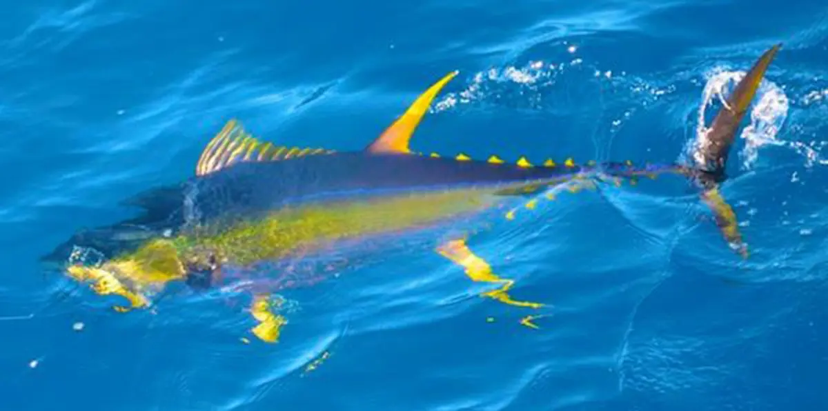 علماء يكشفون أسرار "غناء" نوع من السمك خلال الليل فقط