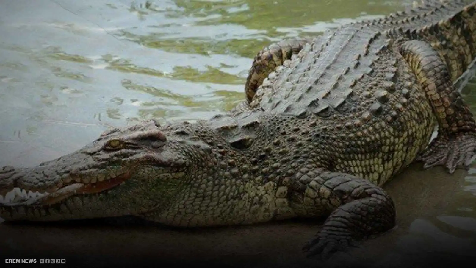 رعب على ضفاف النهر.. تمساح يفاجىء إمرأة ويسحبها للمجهول