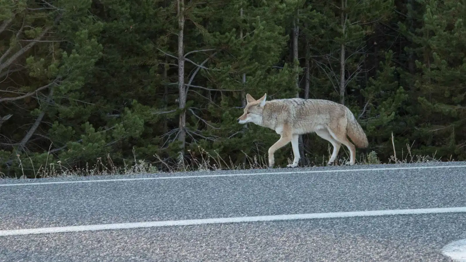 من الأعداء إلى الحماة.. كيف تقلل الذئاب من حوادث السيارات؟