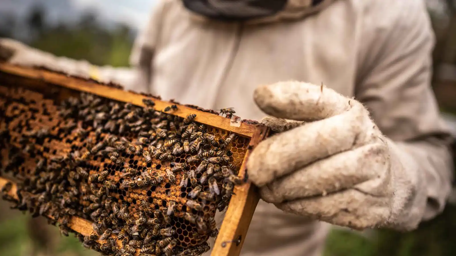 "حادثة غريبة".. مربي نحل يطلق النار على إمام مسجد معتقداً أنه دب