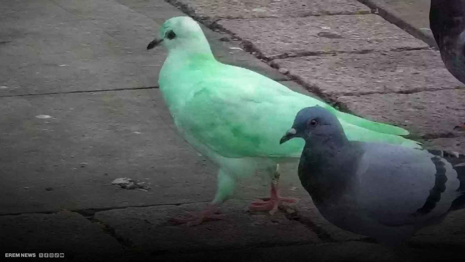 طائر أخضر يحول مدينة بريطانية إلى "نقطة جذب سياحية" (فيديو إرم)