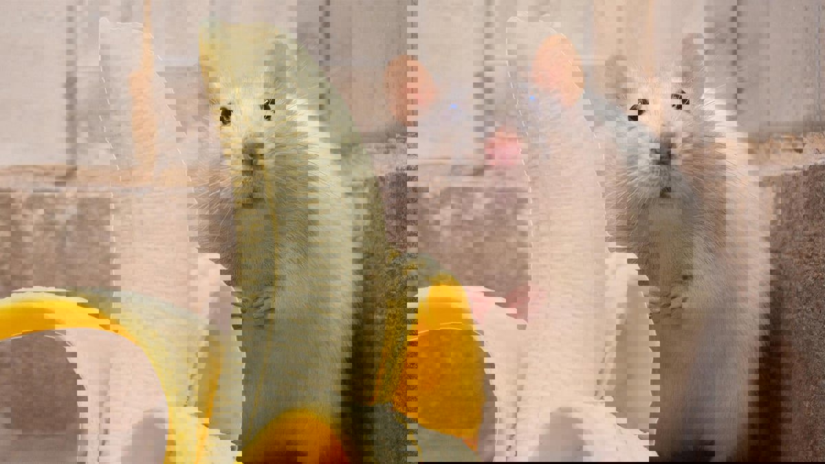 اكتشاف مذهل.. ذكور الفئران تخشى رائحة الموز