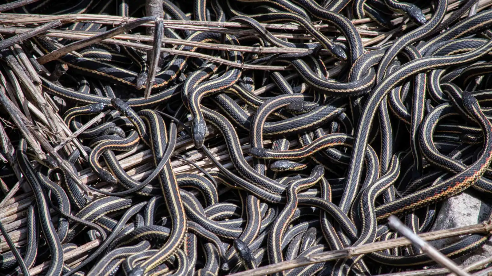 لماذا يمتلك ذكر الثعبان عضوين تناسليين؟