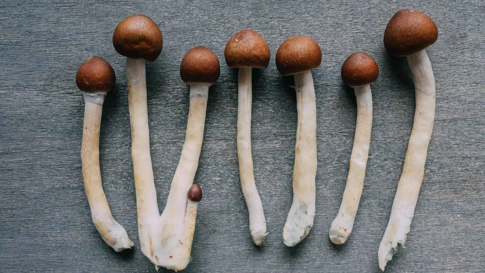 كيف تُلغي العقاقير المخدرة "الفجوة" بين الفكر والإدراك؟