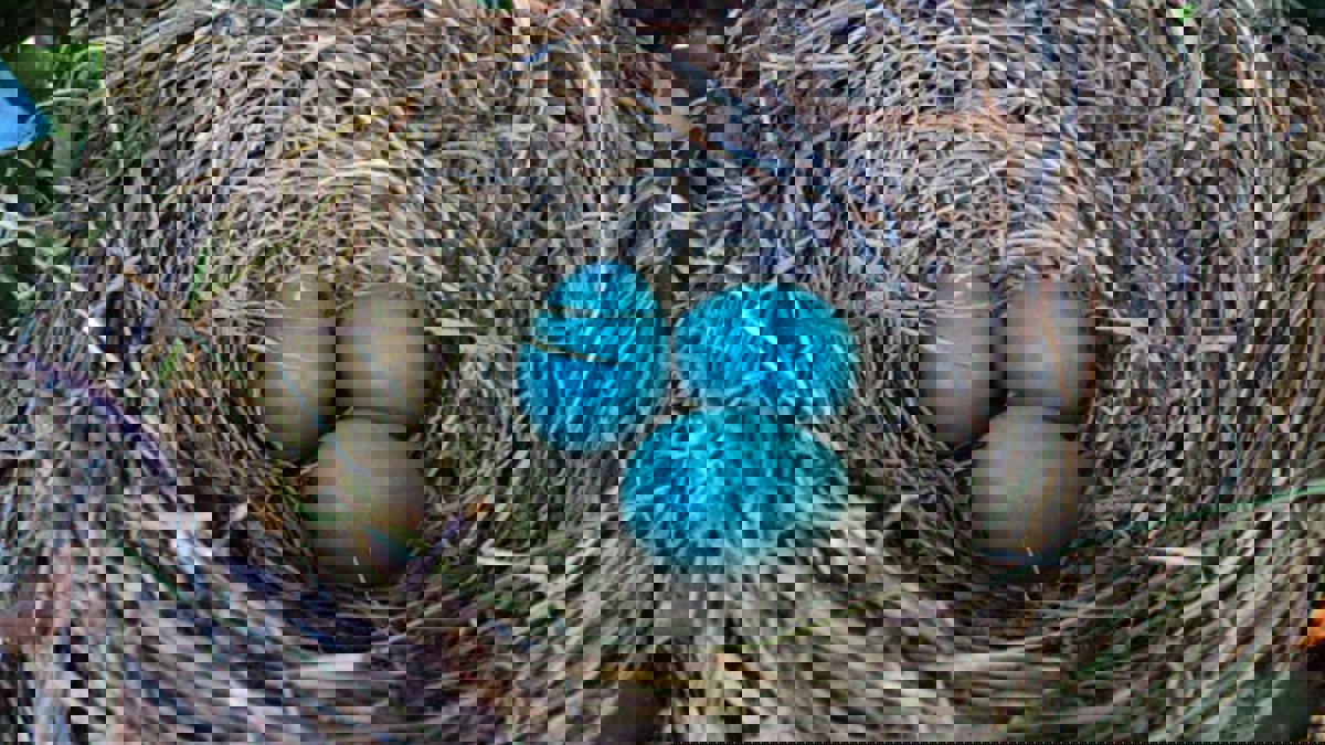 علماء يختبرون أشكالاً هندسية جديدة لبيض الطيور