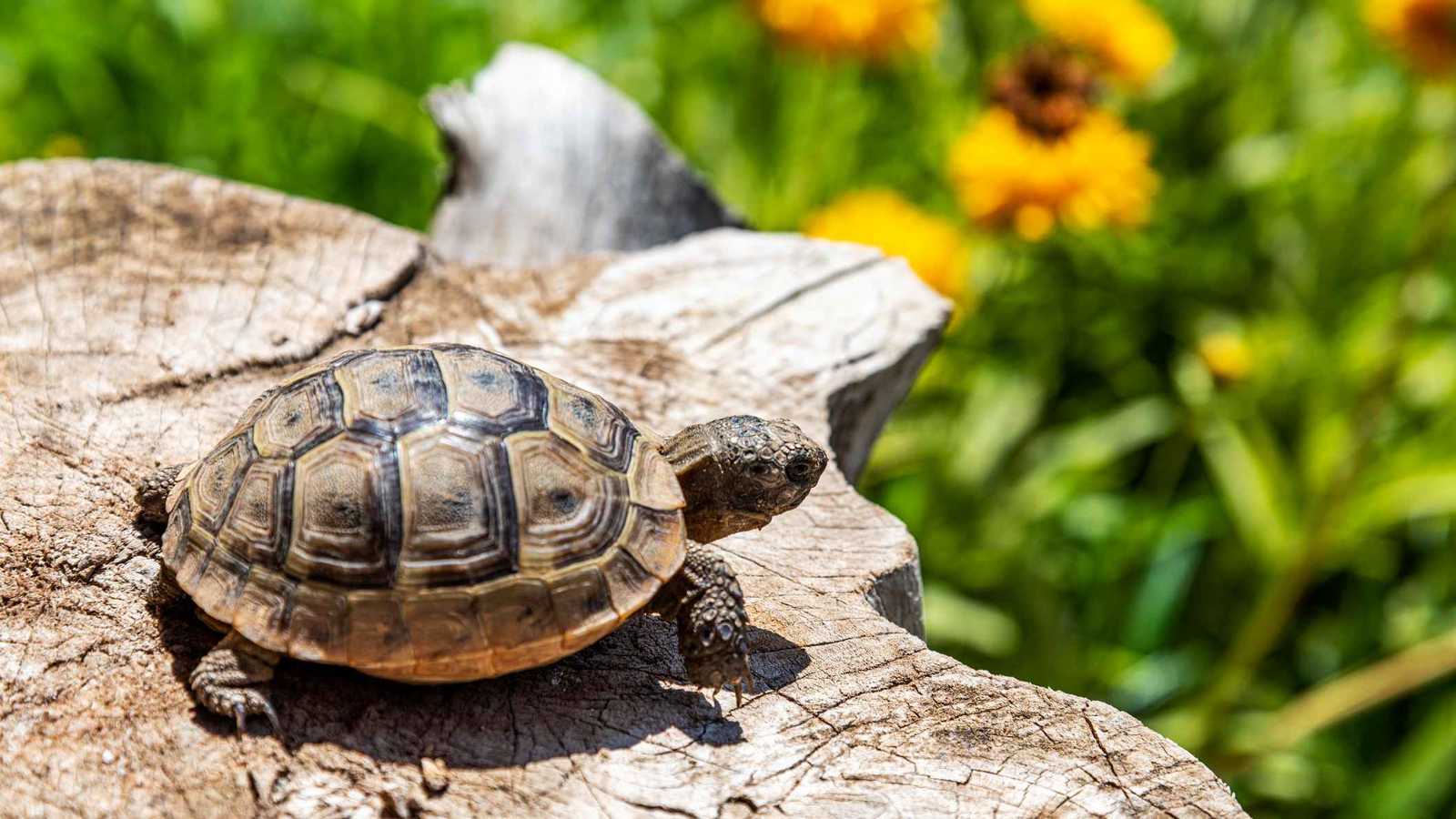 داخل "جوارب".. صيني يُهرب سلاحف نادرة من أمريكا إلى هونغ كونغ (صور)