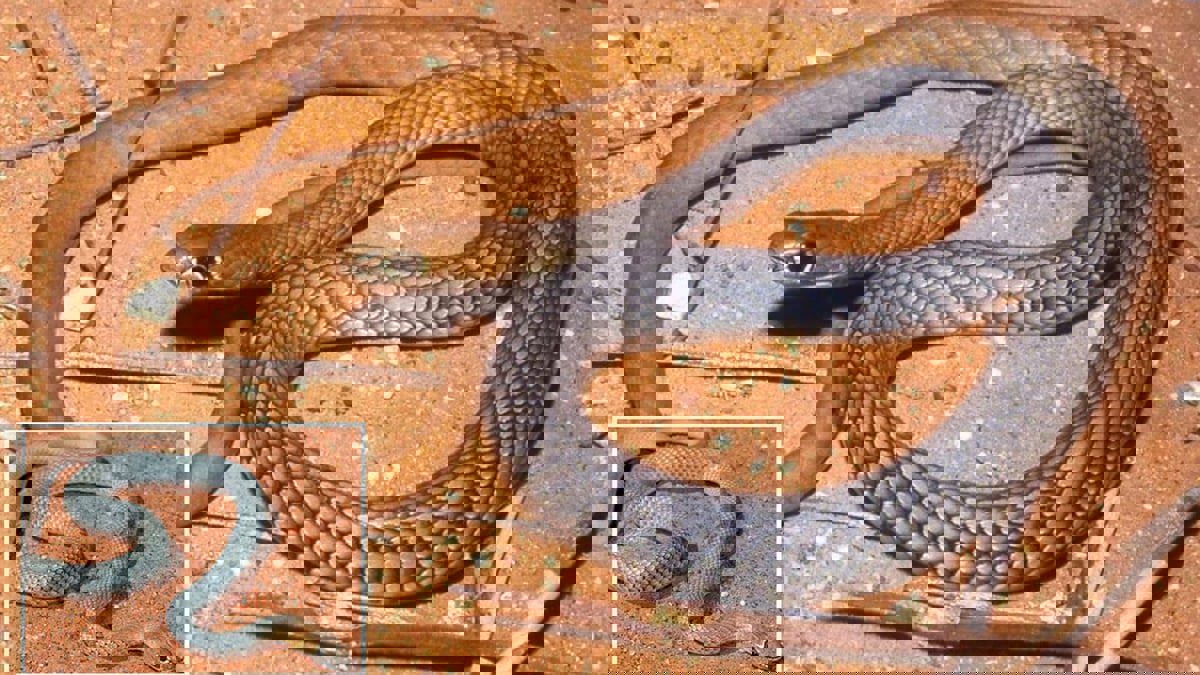 اكتشاف نوع جديد من الأفاعي يتغذى على السحالي