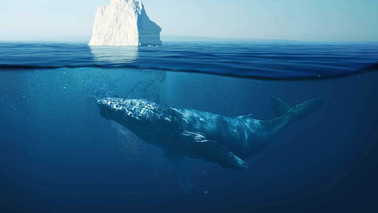 صمت الحيتان يُحذّر من خلل بيئي عميق في المحيطات