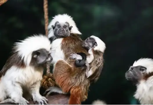 قرد تامارين