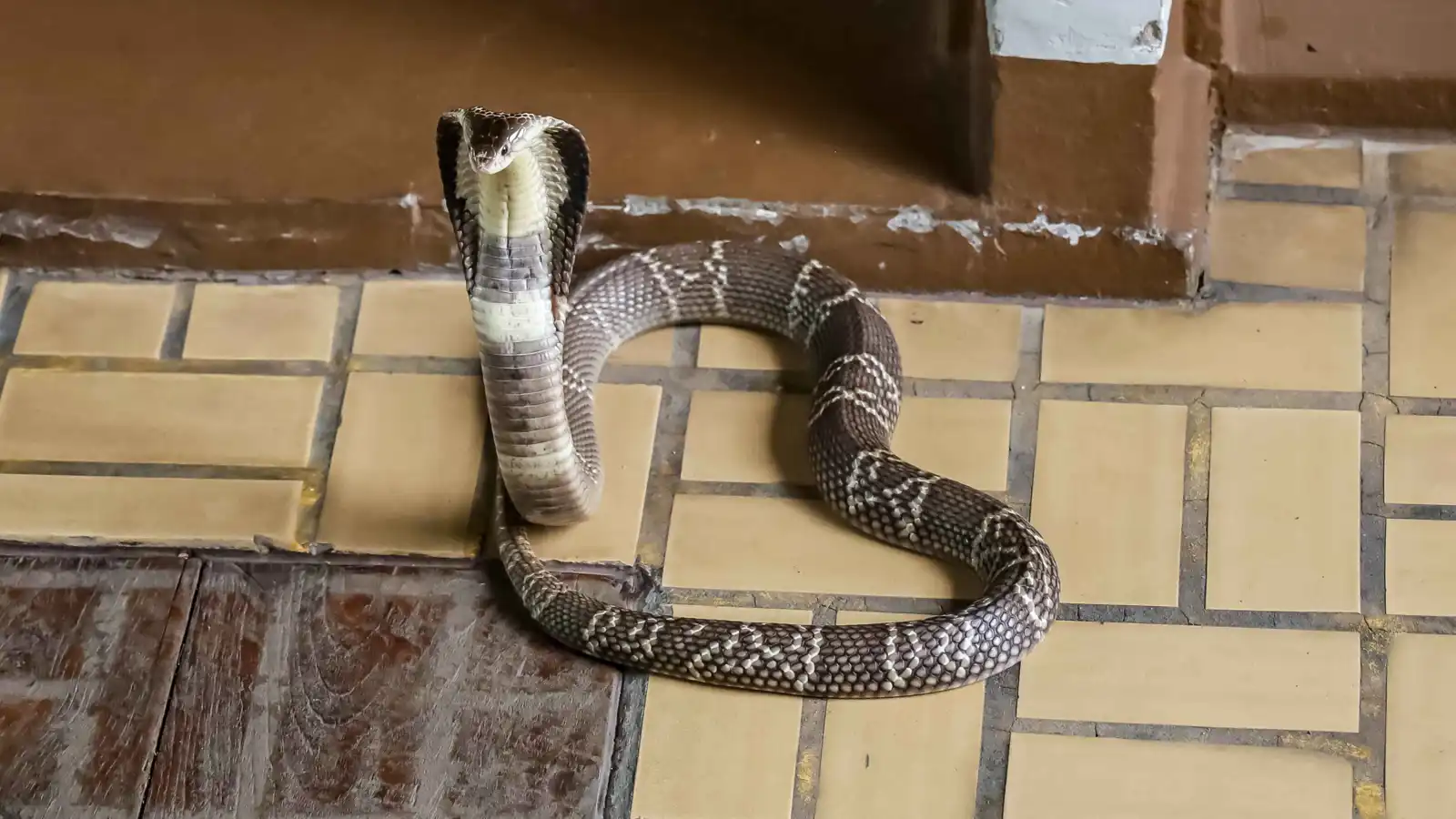 شقيقان يقتلان والدهما باستخدام ثعبانين سامّين