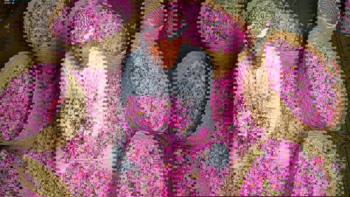 السعودية.. الورد يزين مدينة الطائف وموائد أهلها مع حلول رمضان في موسم القطاف