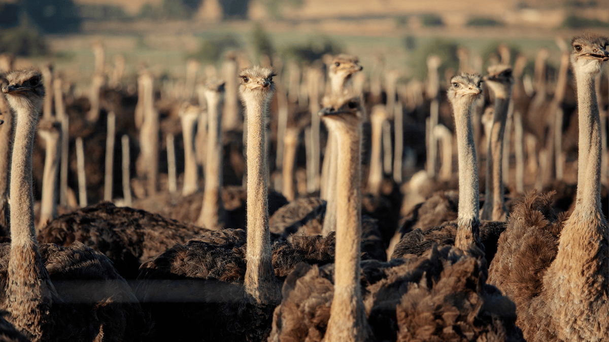 ريش ولحم وبيض.. تعرف على "عاصمة النعام" في جنوب أفريقيا (صور)