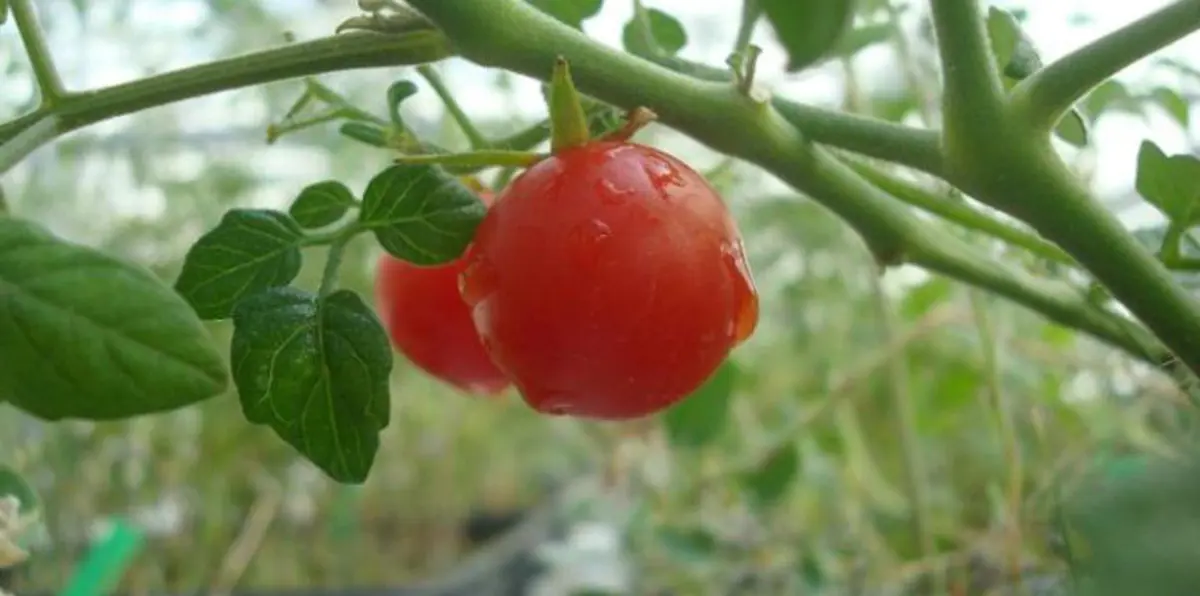 طماطم من الفضاء.. باحثون يجربون الزراعة من أجل رواد الفضاء