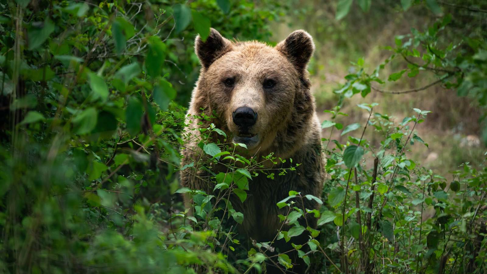 حادثة غريبة.. دب يتسلق شجرة هربا من الكلاب (فيديو)