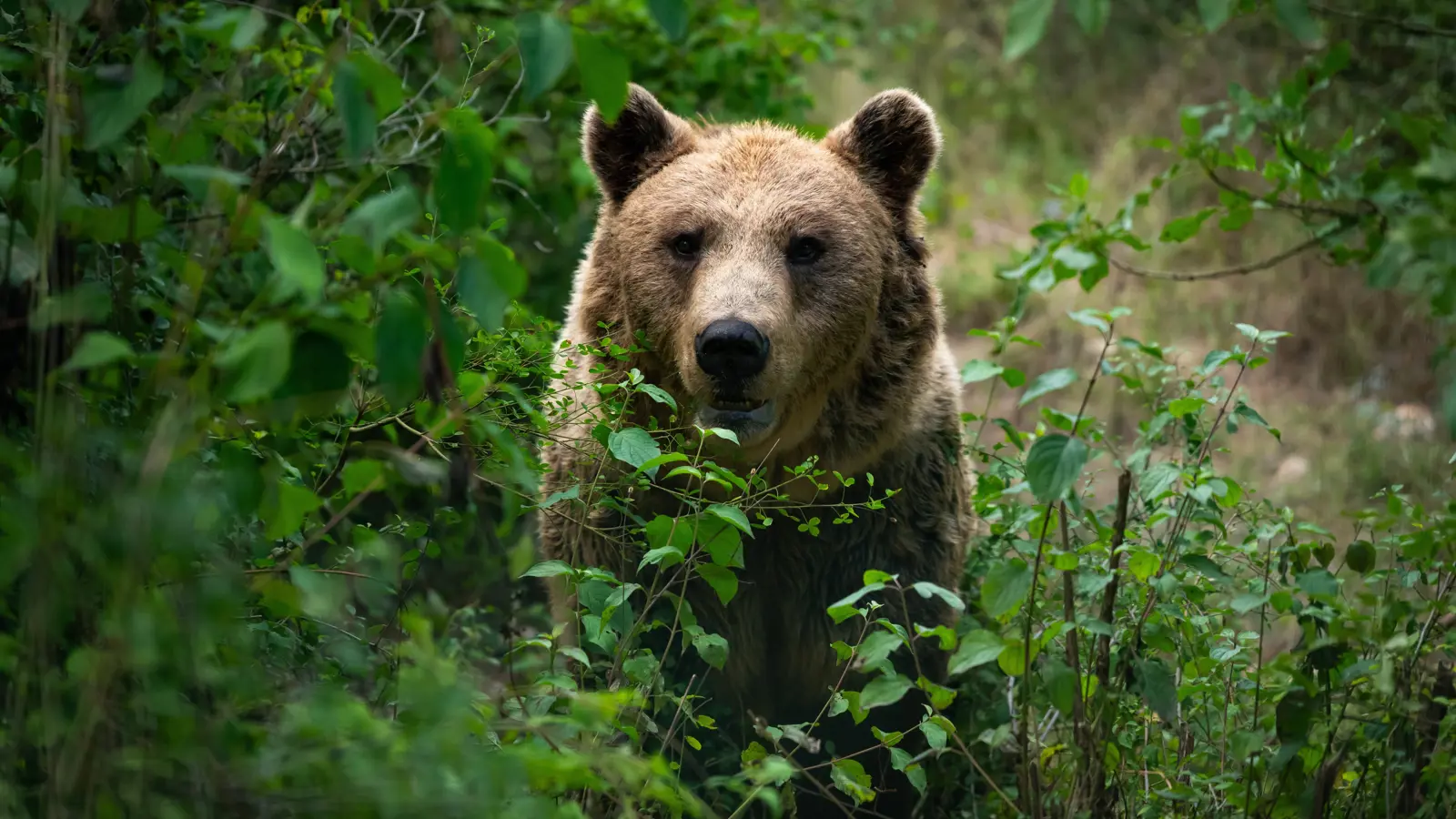 حادثة غريبة.. دب يتسلق شجرة هربا من الكلاب (فيديو)