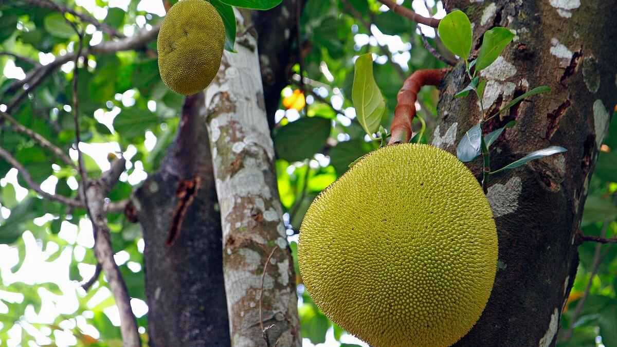 ألبانيا تختبر زراعة فواكه استوائية للتكيّف مع التغير المناخي