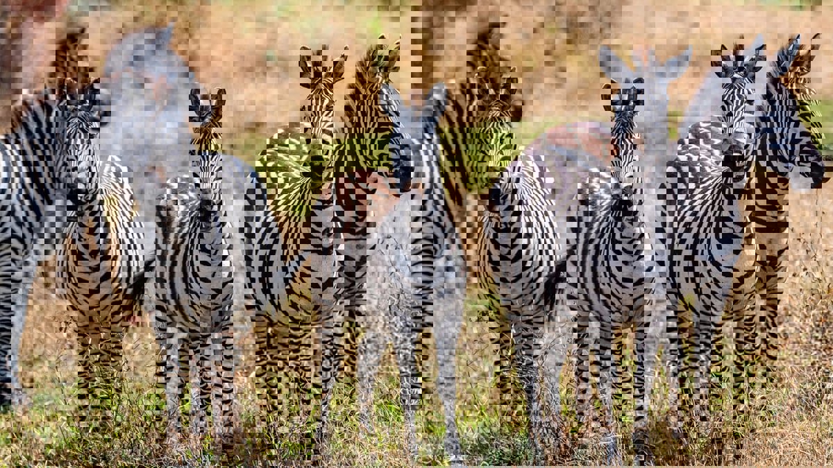 لأول مرة.. "درون" تفحص صحة الحيوانات البرية عن بعد