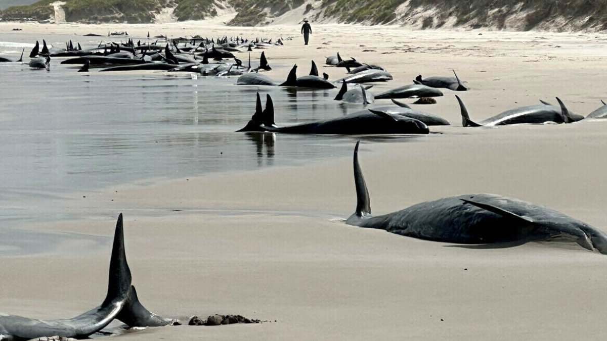 أستراليا.. إعدام 90 حوتًا بعد فشل محاولة إنقاذها (فيديو)