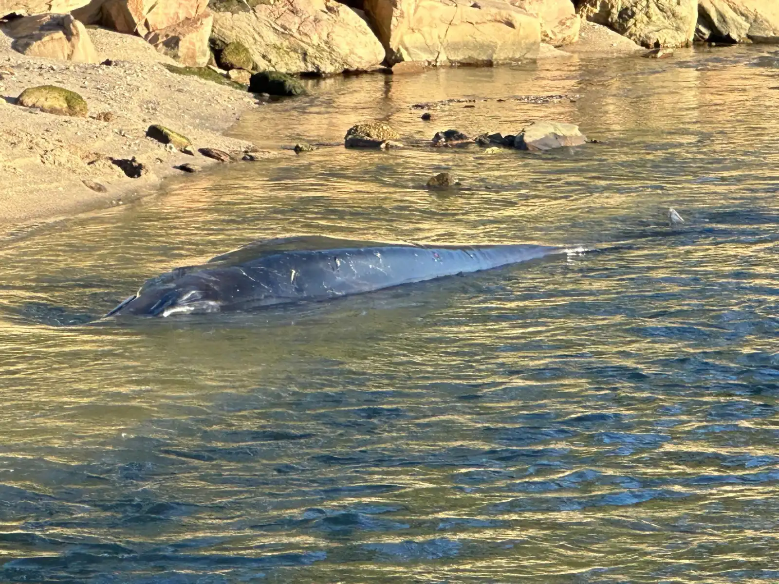 مسعفو الحوت الزعنفي صغير