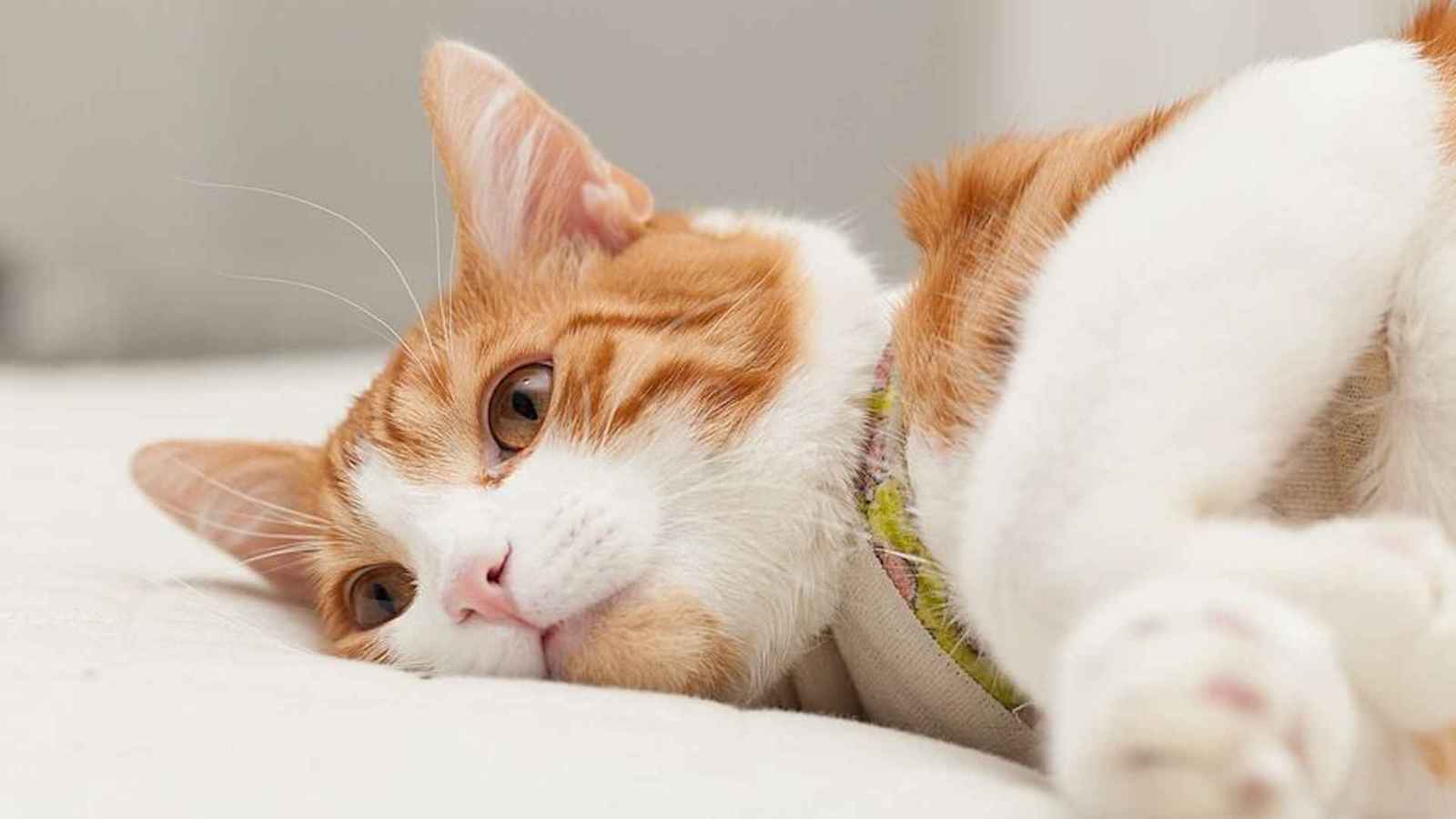 تركيا.. قطة تلجأ بمفردها لمستشفى بعد تعرضها لحادث (فيديو)