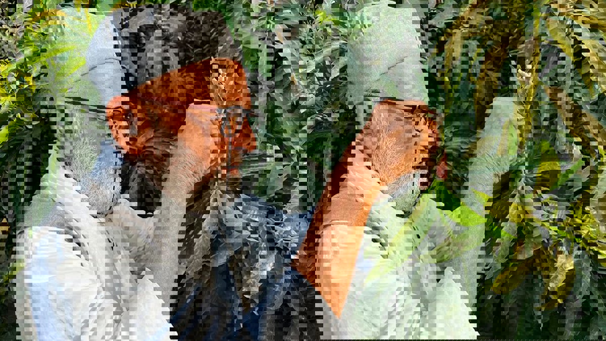 شجرة منتجة لـ 300 نوع من المانغو يرعاها هندي ثمانيني