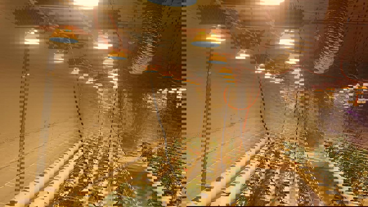 طريقة مبتكرة لزراعة المخدرات في رام الله (صور)