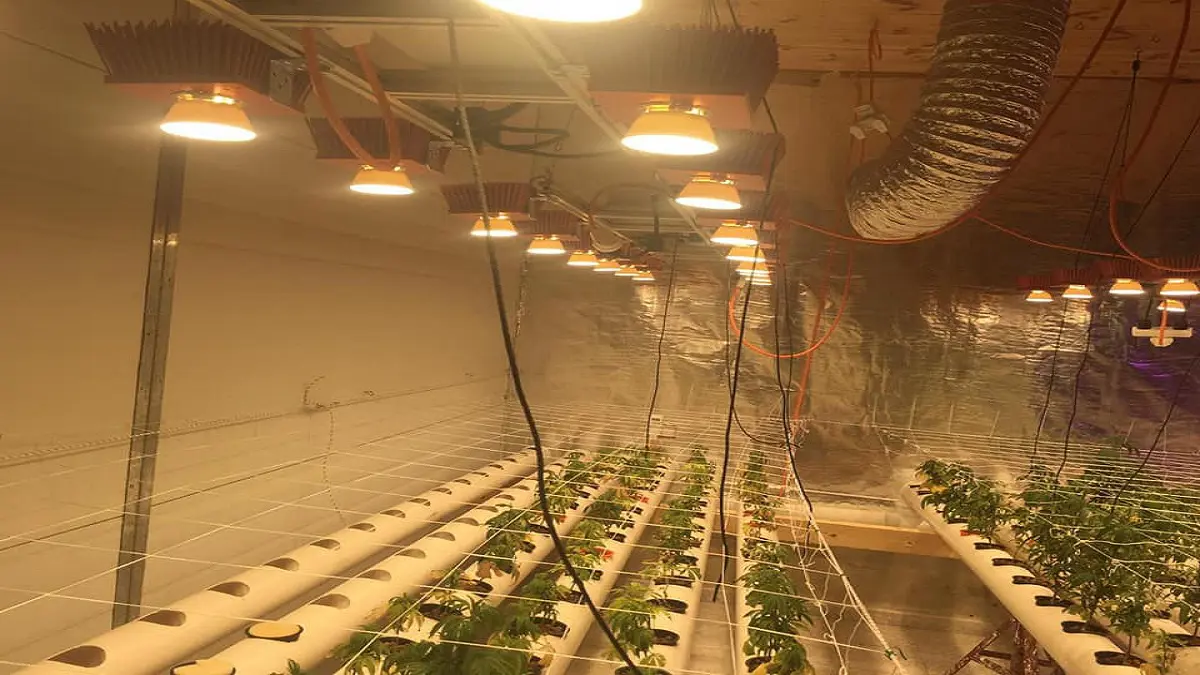 طريقة مبتكرة لزراعة المخدرات في رام الله (صور)