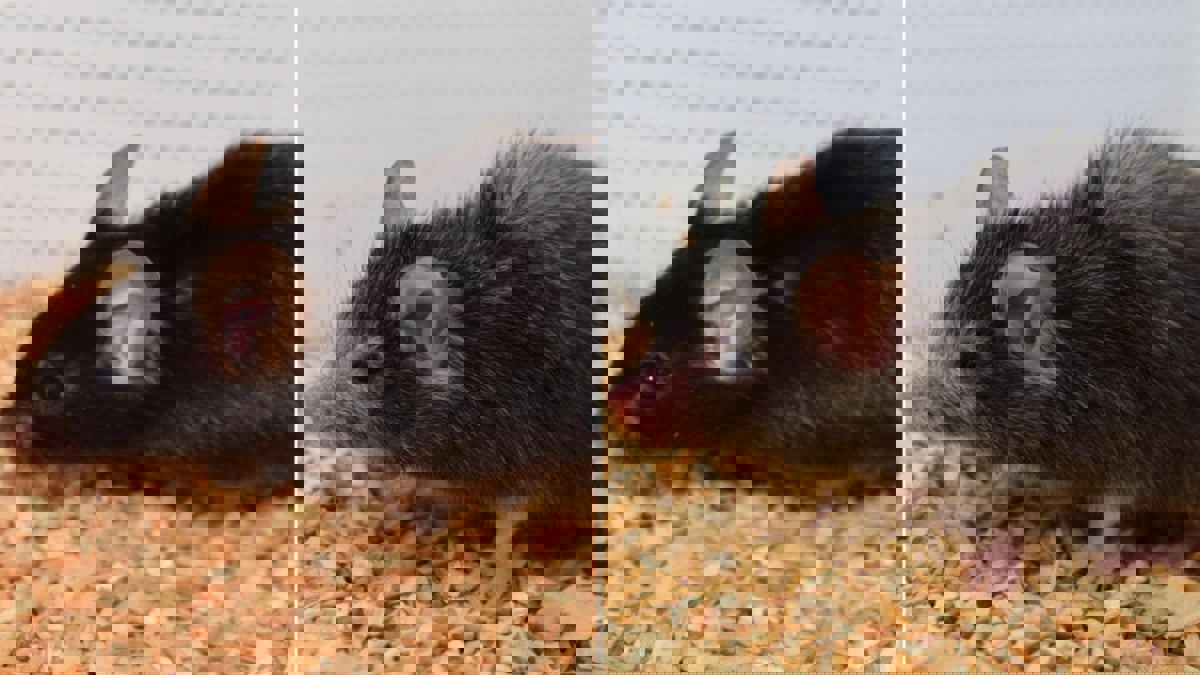 في إنجاز هدفه الإنسان.. علماء هارفارد ينجحون في "إعادة الشباب" للفئران