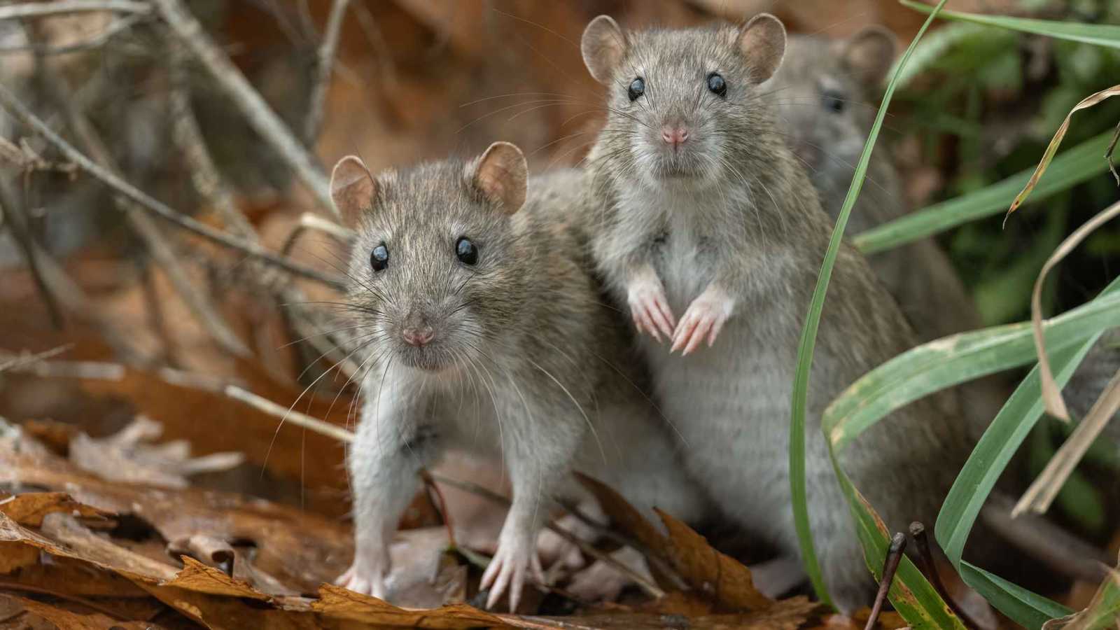 "ملك الجرذان"... خرافة قديمة تثبتها الأدلة العلمية