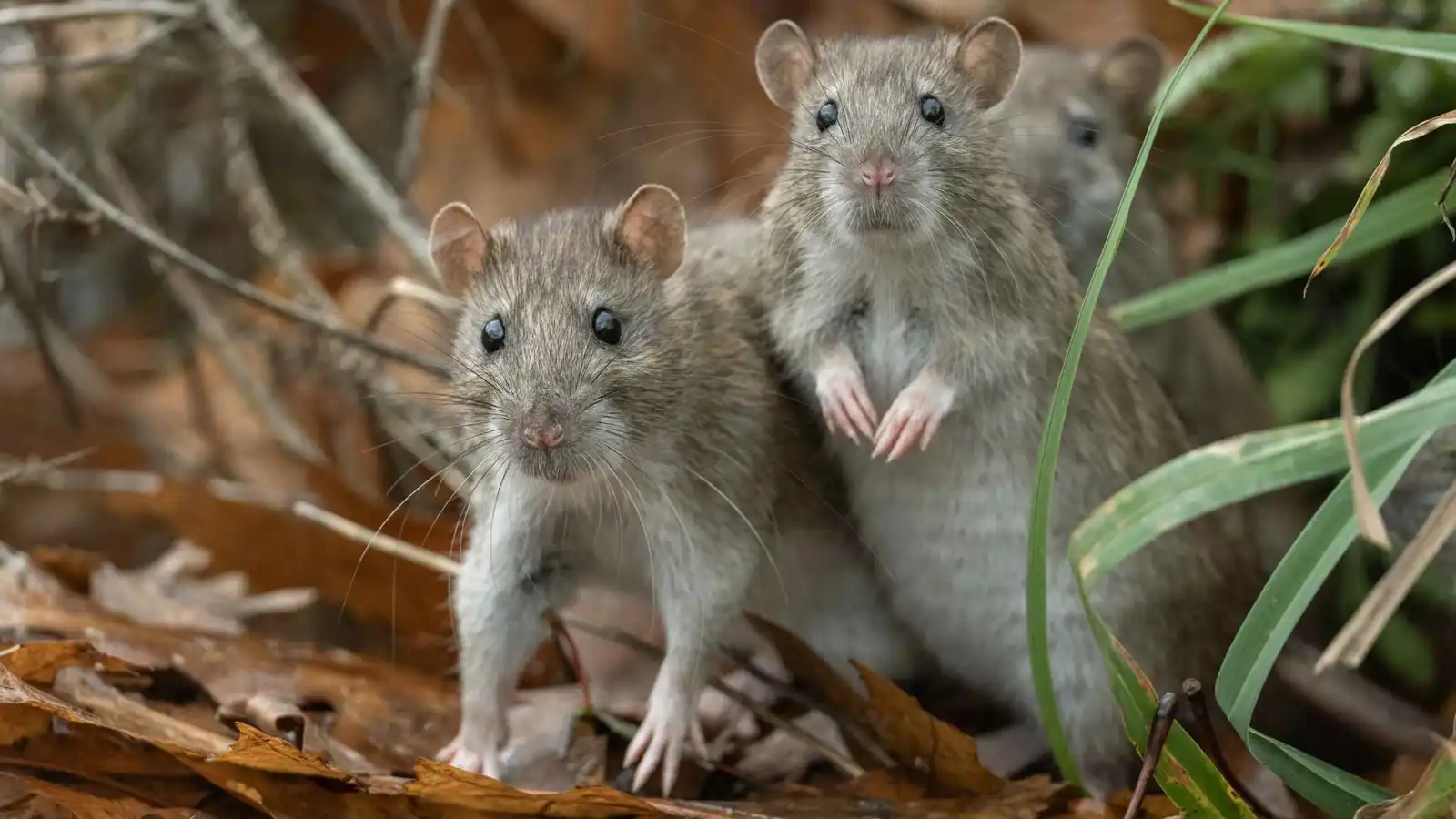 "ملك الجرذان"... خرافة قديمة تثبتها الأدلة العلمية