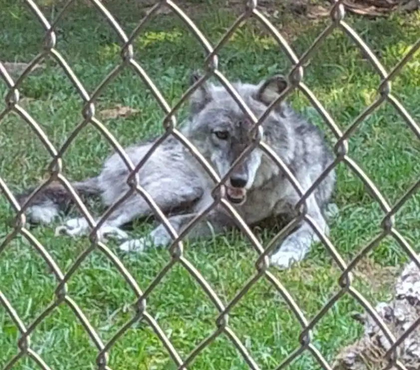 ذئب في حديقة الحيوان