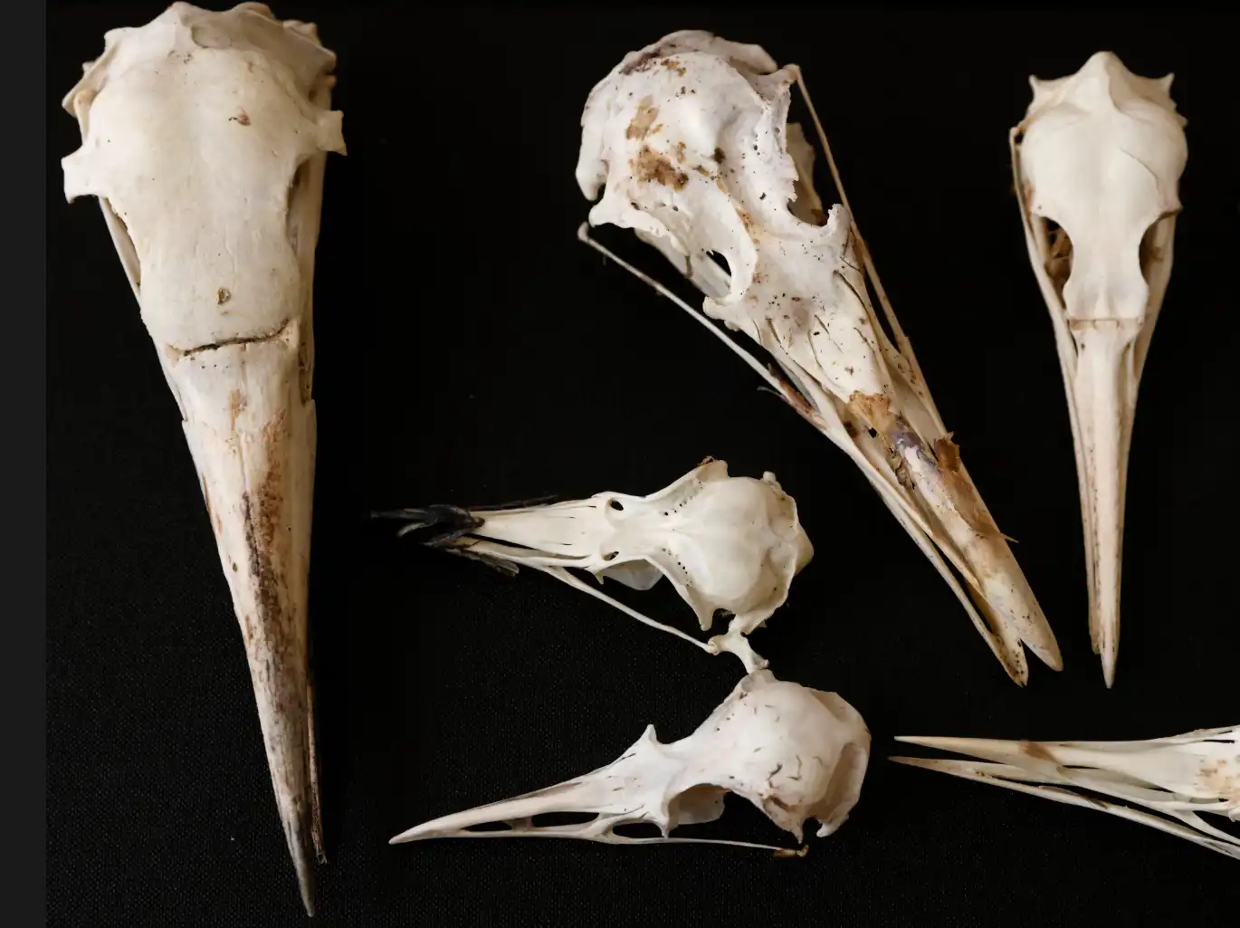جماجم الطيور 