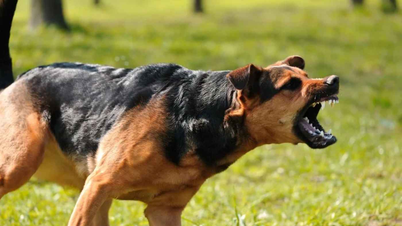 العراق.. نجاة طفل من الموت بعد هجوم كلب شرس (فيديو)