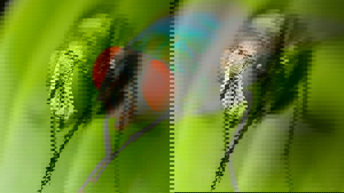 تقنية جديدة تستخدم الذباب تبشر بعلاج الأمراض العصبية