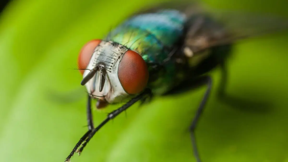 تقنية جديدة تستخدم الذباب تبشر بعلاج الأمراض العصبية