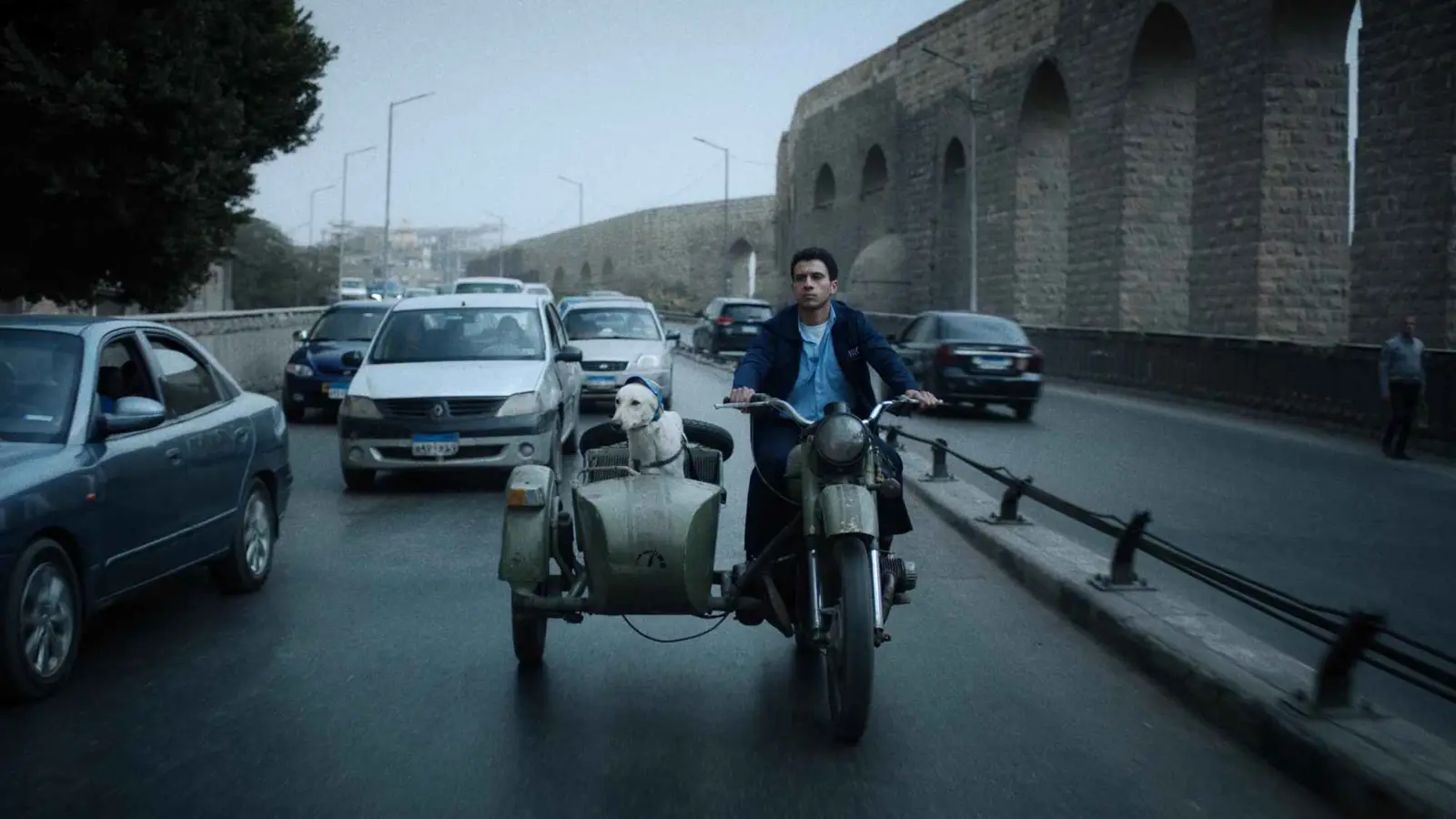 "رامبو".. ما قصة أول كلب بلدي يُشارك في مهرجانات عالمية؟