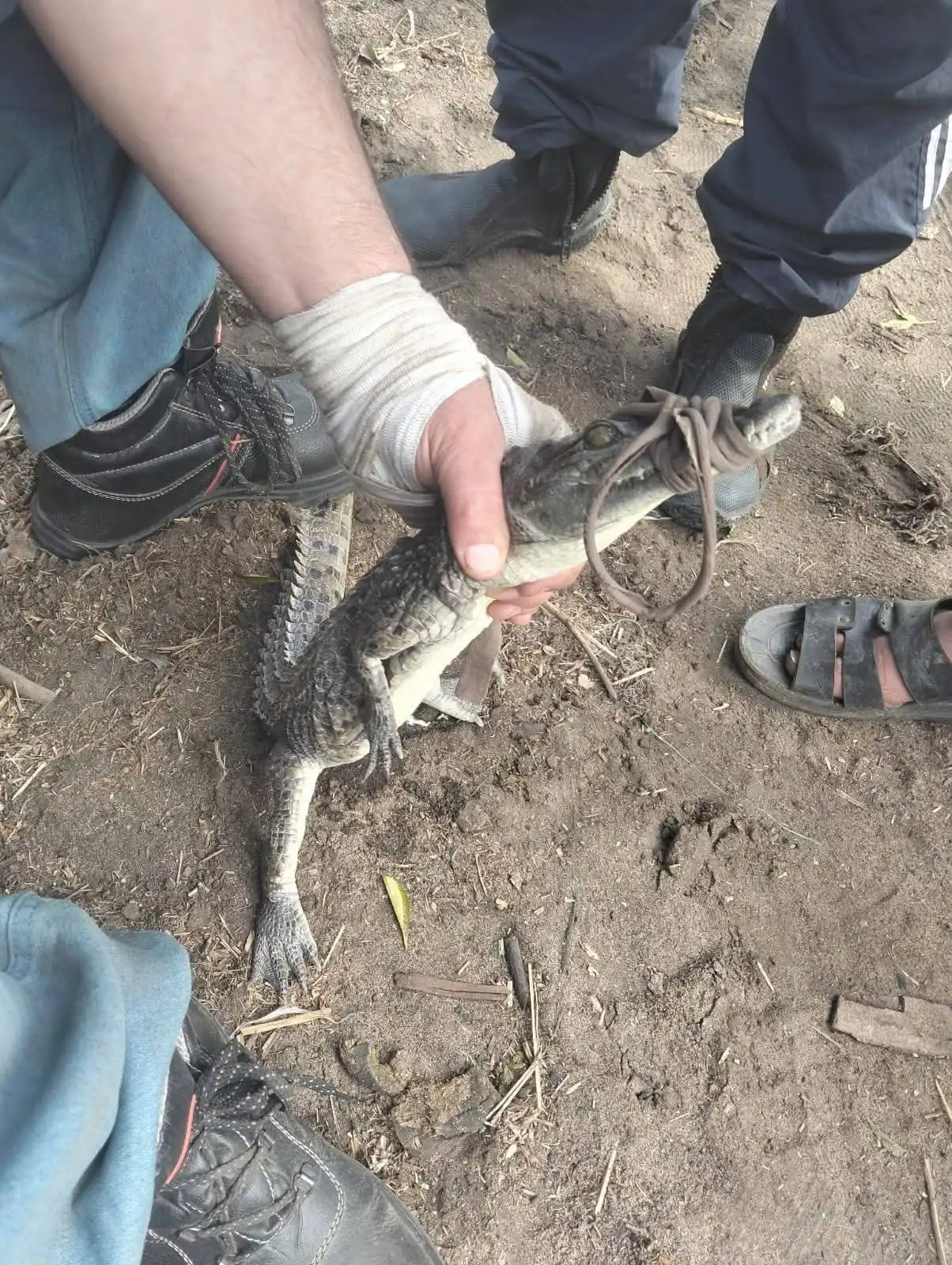 القبض على التمساح